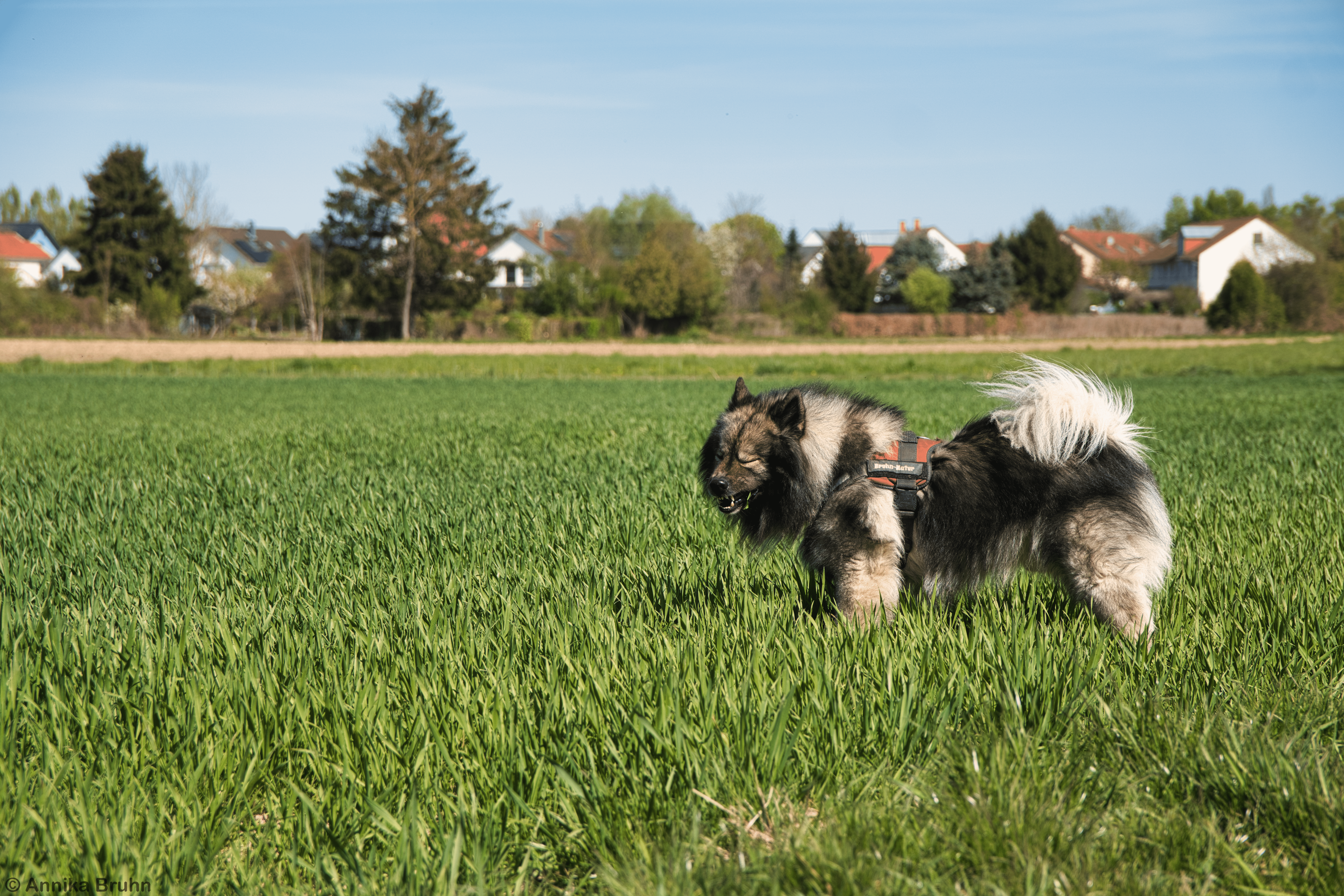 Na Q ist das Grass etwa sauer